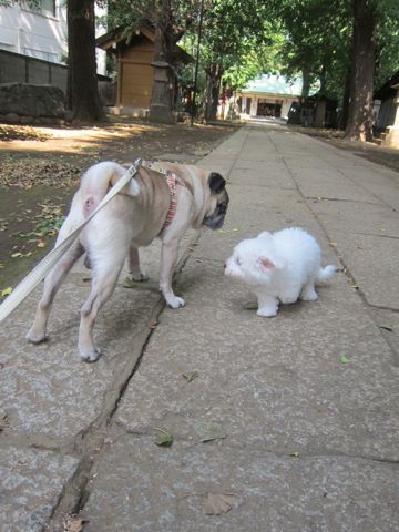 ビションフリーゼこいぬ子犬フントヒュッテ東京かわいいビションフリーゼ関東ビション文京区ビションフリーゼ画像ビションフリーゼ子犬東京ビション毛量 98.jpg