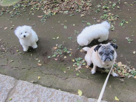 ビションフリーゼこいぬ子犬フントヒュッテ東京かわいいビションフリーゼ関東ビション文京区ビションフリーゼ画像ビションフリーゼ子犬東京ビション毛量 99.jpg
