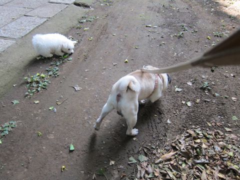 ビションフリーゼこいぬ子犬フントヒュッテ東京かわいいビションフリーゼ関東ビション文京区ビションフリーゼ画像ビションフリーゼ子犬東京ビション毛量 100.jpg