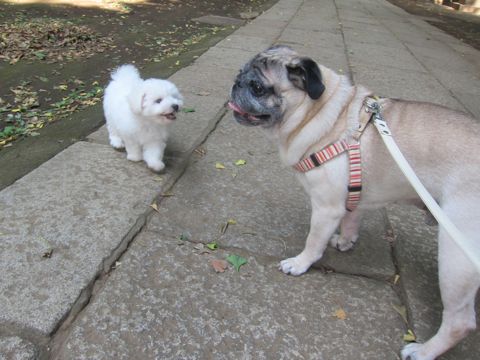 ビションフリーゼこいぬ子犬フントヒュッテ東京かわいいビションフリーゼ関東ビション文京区ビションフリーゼ画像ビションフリーゼ子犬東京ビション毛量 101.jpg