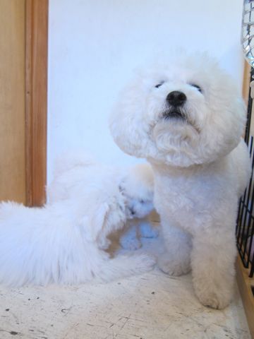 ビションフリーゼこいぬ子犬フントヒュッテ東京かわいいビションフリーゼ関東ビション文京区ビションフリーゼ画像ビションフリーゼ子犬東京ビション毛量 108.jpg