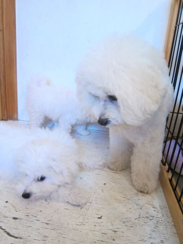 ビションフリーゼこいぬ子犬フントヒュッテ東京かわいいビションフリーゼ関東ビション文京区ビションフリーゼ画像ビションフリーゼ子犬東京ビション毛量 109.jpg