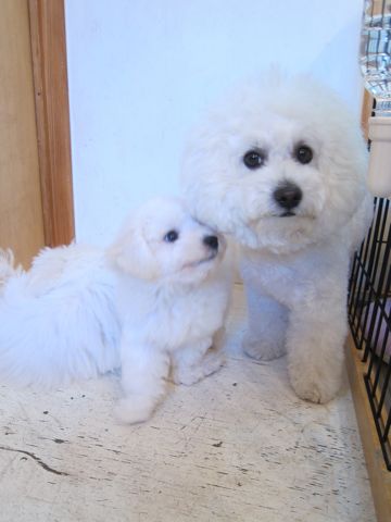 ビションフリーゼこいぬ子犬フントヒュッテ東京かわいいビションフリーゼ関東ビション文京区ビションフリーゼ画像ビションフリーゼ子犬東京ビション毛量 110.jpg