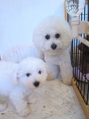 ビションフリーゼこいぬ子犬フントヒュッテ東京かわいいビションフリーゼ関東ビション文京区ビションフリーゼ画像ビションフリーゼ子犬東京ビション毛量 111.jpg