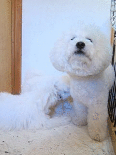 1409066474AgO4MYe3m_ZhWhK1409066460.gif
