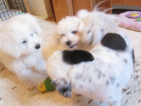 ビションフリーゼこいぬ子犬フントヒュッテ東京かわいいビションフリーゼ関東ビション文京区ビションフリーゼ画像ビションフリーゼ子犬東京ビション毛量 112.jpg