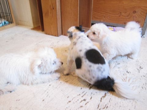 ビションフリーゼこいぬ子犬フントヒュッテ東京かわいいビションフリーゼ関東ビション文京区ビションフリーゼ画像ビションフリーゼ子犬東京ビション毛量 113.jpg