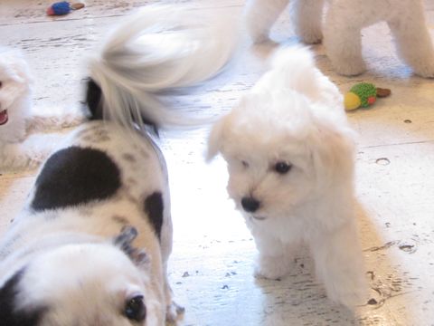 ビションフリーゼこいぬ子犬フントヒュッテ東京かわいいビションフリーゼ関東ビション文京区ビションフリーゼ画像ビションフリーゼ子犬東京ビション毛量 114.jpg