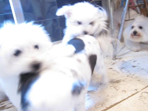 ビションフリーゼこいぬ子犬フントヒュッテ東京かわいいビションフリーゼ関東ビション文京区ビションフリーゼ画像ビションフリーゼ子犬東京ビション毛量 115.jpg