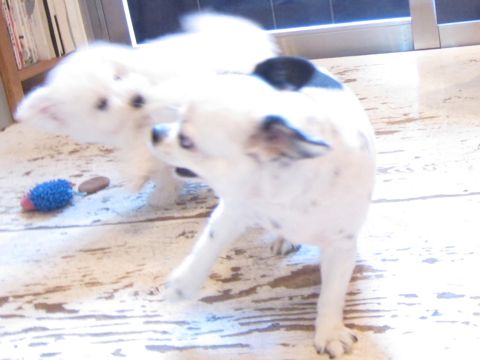 ビションフリーゼこいぬ子犬フントヒュッテ東京かわいいビションフリーゼ関東ビション文京区ビションフリーゼ画像ビションフリーゼ子犬東京ビション毛量 116.jpg