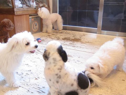 ビションフリーゼこいぬ子犬フントヒュッテ東京かわいいビションフリーゼ関東ビション文京区ビションフリーゼ画像ビションフリーゼ子犬東京ビション毛量 117.jpg