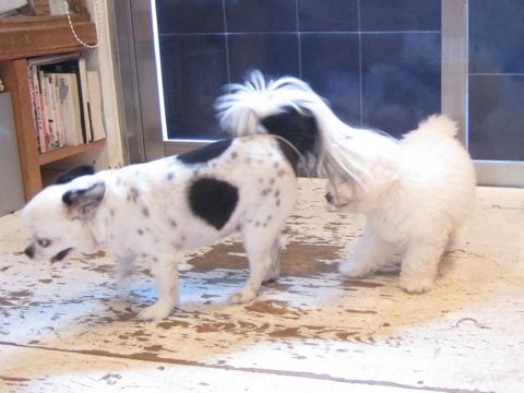 ビションフリーゼこいぬ子犬フントヒュッテ東京かわいいビションフリーゼ関東ビション文京区ビションフリーゼ画像ビションフリーゼ子犬東京ビション毛量 118.jpg