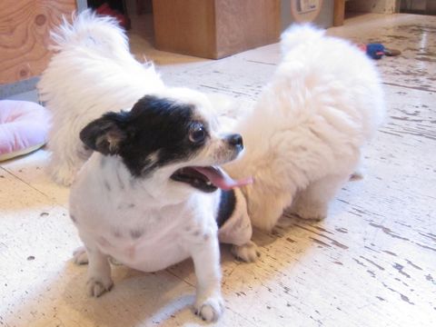 ビションフリーゼこいぬ子犬フントヒュッテ東京かわいいビションフリーゼ関東ビション文京区ビションフリーゼ画像ビションフリーゼ子犬東京ビション毛量 119.jpg