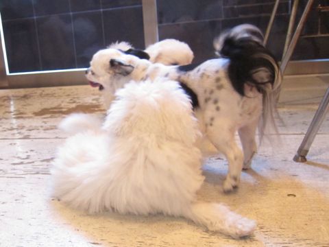 ビションフリーゼこいぬ子犬フントヒュッテ東京かわいいビションフリーゼ関東ビション文京区ビションフリーゼ画像ビションフリーゼ子犬東京ビション毛量 120.jpg