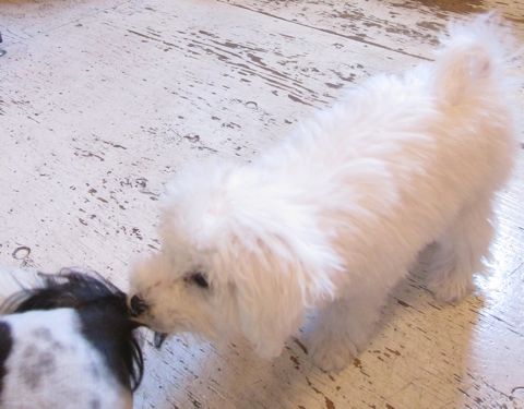 ビションフリーゼこいぬ子犬フントヒュッテ東京かわいいビションフリーゼ関東ビション文京区ビションフリーゼ画像ビションフリーゼ子犬東京ビション毛量 121.jpg
