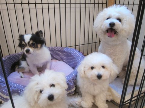 ビションフリーゼこいぬ子犬フントヒュッテ東京かわいいビションフリーゼ関東ビション文京区ビションフリーゼ画像ビションフリーゼ子犬東京ビション毛量 127.jpg