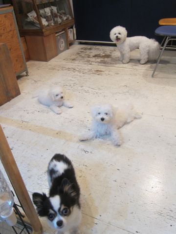 ビションフリーゼこいぬ子犬フントヒュッテ東京かわいいビションフリーゼ関東ビション文京区ビションフリーゼ画像ビションフリーゼ子犬東京ビション毛量 128.jpg