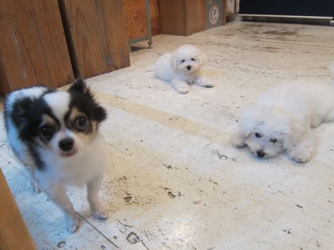 ビションフリーゼこいぬ子犬フントヒュッテ東京かわいいビションフリーゼ関東ビション文京区ビションフリーゼ画像ビションフリーゼ子犬東京ビション毛量 129.jpg