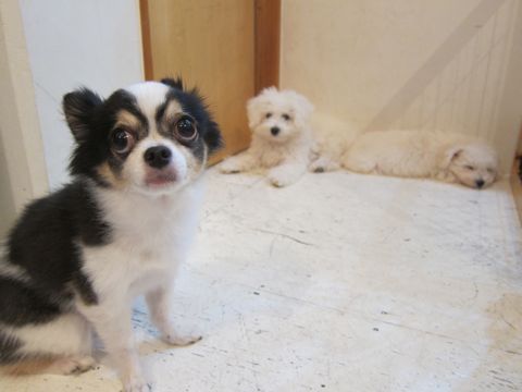 ビションフリーゼこいぬ子犬フントヒュッテ東京かわいいビションフリーゼ関東ビション文京区ビションフリーゼ画像ビションフリーゼ子犬東京ビション毛量 130.jpg