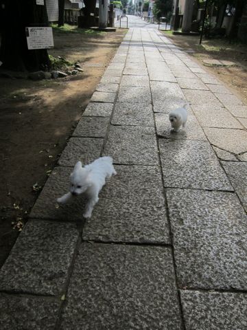 ビションフリーゼこいぬ子犬フントヒュッテ東京かわいいビションフリーゼ関東ビション文京区ビションフリーゼ画像ビションフリーゼ子犬東京ビション毛量 139.jpg