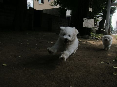 ビションフリーゼこいぬ子犬フントヒュッテ東京かわいいビションフリーゼ関東ビション文京区ビションフリーゼ画像ビションフリーゼ子犬東京ビション毛量 140.jpg