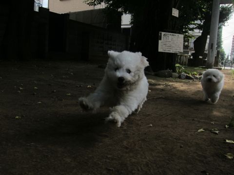 ビションフリーゼこいぬ子犬フントヒュッテ東京かわいいビションフリーゼ関東ビション文京区ビションフリーゼ画像ビションフリーゼ子犬東京ビション毛量 141.jpg