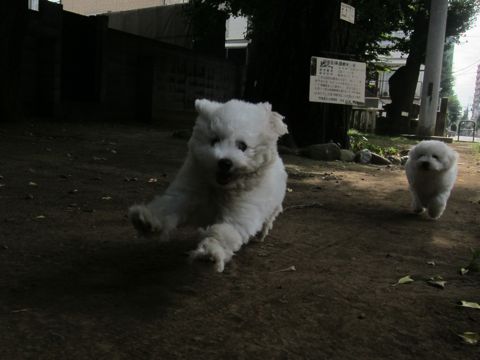 ビションフリーゼこいぬ子犬フントヒュッテ東京かわいいビションフリーゼ関東ビション文京区ビションフリーゼ画像ビションフリーゼ子犬東京ビション毛量 142.jpg