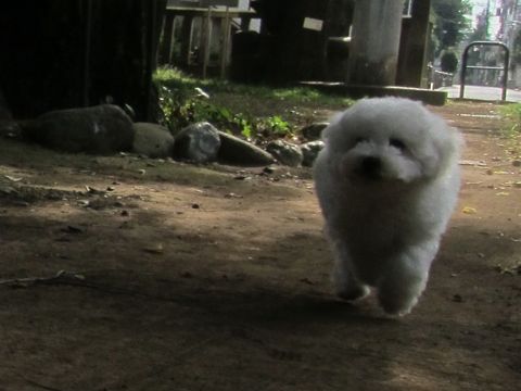 ビションフリーゼこいぬ子犬フントヒュッテ東京かわいいビションフリーゼ関東ビション文京区ビションフリーゼ画像ビションフリーゼ子犬東京ビション毛量 143.jpg