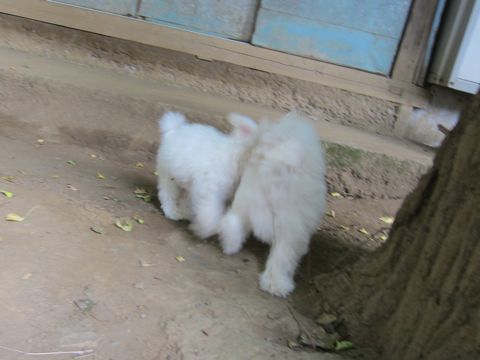 ビションフリーゼこいぬ子犬フントヒュッテ東京かわいいビションフリーゼ関東ビション文京区ビションフリーゼ画像ビションフリーゼ子犬東京ビション毛量 144.jpg