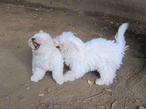 ビションフリーゼこいぬ子犬フントヒュッテ東京かわいいビションフリーゼ関東ビション文京区ビションフリーゼ画像ビションフリーゼ子犬東京ビション毛量 145.jpg