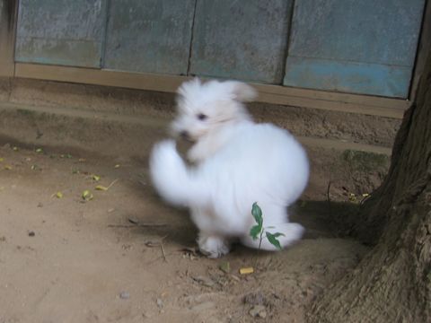 ビションフリーゼこいぬ子犬フントヒュッテ東京かわいいビションフリーゼ関東ビション文京区ビションフリーゼ画像ビションフリーゼ子犬東京ビション毛量 146.jpg