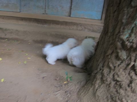 ビションフリーゼこいぬ子犬フントヒュッテ東京かわいいビションフリーゼ関東ビション文京区ビションフリーゼ画像ビションフリーゼ子犬東京ビション毛量 147.jpg