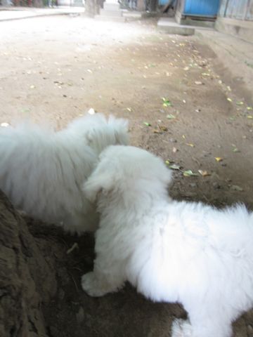 ビションフリーゼこいぬ子犬フントヒュッテ東京かわいいビションフリーゼ関東ビション文京区ビションフリーゼ画像ビションフリーゼ子犬東京ビション毛量 148.jpg