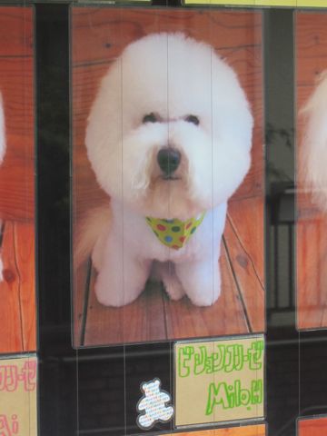 トリミング文京区フントヒュッテ東京ビションフリーゼカット画像ヨーキートリミング画像都内カニヘンダックス駒込hundehutteラブラドール大型犬トリミング関東ポメ3.jpg