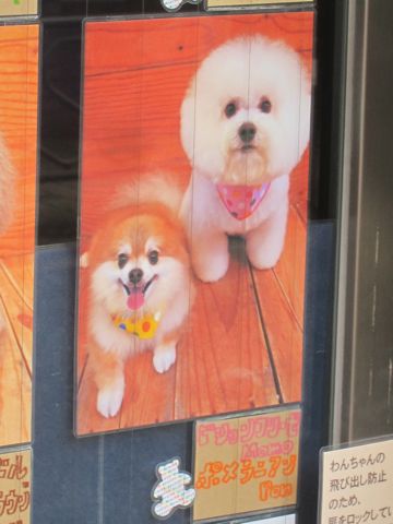トリミング文京区フントヒュッテ東京ビションフリーゼカット画像ヨーキートリミング画像都内カニヘンダックス駒込hundehutteラブラドール大型犬トリミング関東ポメ7.jpg