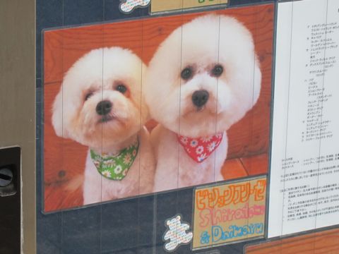 トリミング文京区フントヒュッテ東京ビションフリーゼカット画像ヨーキートリミング画像都内カニヘンダックス駒込hundehutteラブラドール大型犬トリミング関東ポメ8.jpg