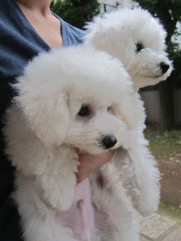 ビションフリーゼこいぬ子犬フントヒュッテ東京かわいいビションフリーゼ関東ビション文京区ビションフリーゼ画像ビションフリーゼ子犬東京ビション毛量 175.jpg