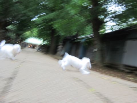 ビションフリーゼこいぬ子犬フントヒュッテ東京かわいいビションフリーゼ関東ビション文京区ビションフリーゼ画像ビションフリーゼ子犬東京ビション毛量 176.jpg