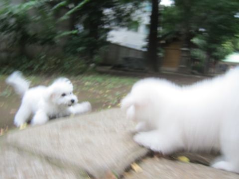 ビションフリーゼこいぬ子犬フントヒュッテ東京かわいいビションフリーゼ関東ビション文京区ビションフリーゼ画像ビションフリーゼ子犬東京ビション毛量 177.jpg