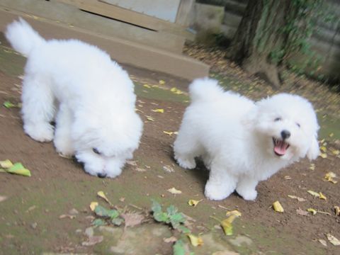 ビションフリーゼこいぬ子犬フントヒュッテ東京かわいいビションフリーゼ関東ビション文京区ビションフリーゼ画像ビションフリーゼ子犬東京ビション毛量 178.jpg
