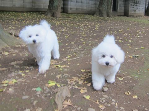 ビションフリーゼこいぬ子犬フントヒュッテ東京かわいいビションフリーゼ関東ビション文京区ビションフリーゼ画像ビションフリーゼ子犬東京ビション毛量 179.jpg