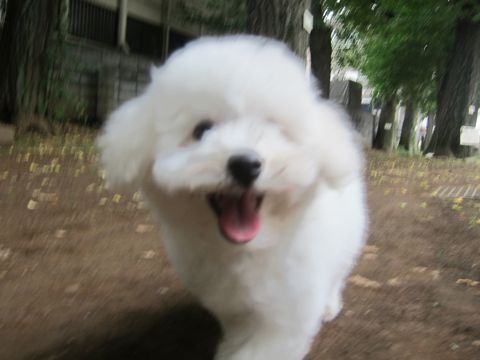 ビションフリーゼこいぬ子犬フントヒュッテ東京かわいいビションフリーゼ関東ビション文京区ビションフリーゼ画像ビションフリーゼ子犬東京ビション毛量 180.jpg