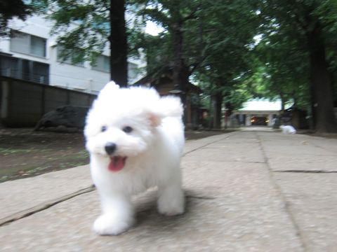 ビションフリーゼこいぬ子犬フントヒュッテ東京かわいいビションフリーゼ関東ビション文京区ビションフリーゼ画像ビションフリーゼ子犬東京ビション毛量 183.jpg