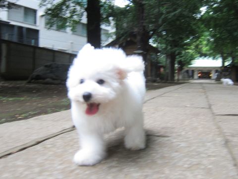 ビションフリーゼこいぬ子犬フントヒュッテ東京かわいいビションフリーゼ関東ビション文京区ビションフリーゼ画像ビションフリーゼ子犬東京ビション毛量 184.jpg