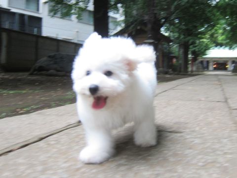 ビションフリーゼこいぬ子犬フントヒュッテ東京かわいいビションフリーゼ関東ビション文京区ビションフリーゼ画像ビションフリーゼ子犬東京ビション毛量 185.jpg