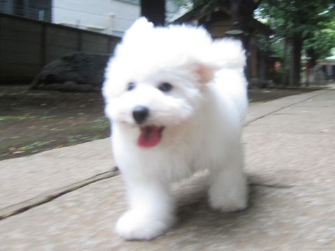 ビションフリーゼこいぬ子犬フントヒュッテ東京かわいいビションフリーゼ関東ビション文京区ビションフリーゼ画像ビションフリーゼ子犬東京ビション毛量 186.jpg