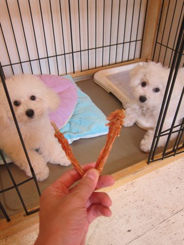 ビションフリーゼこいぬ子犬フントヒュッテ東京かわいいビションフリーゼ関東ビション文京区ビションフリーゼ画像ビションフリーゼ子犬東京ビション毛量 204.jpg