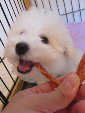 ビションフリーゼこいぬ子犬フントヒュッテ東京かわいいビションフリーゼ関東ビション文京区ビションフリーゼ画像ビションフリーゼ子犬東京ビション毛量 206.jpg