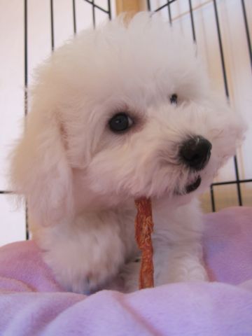 ビションフリーゼこいぬ子犬フントヒュッテ東京かわいいビションフリーゼ関東ビション文京区ビションフリーゼ画像ビションフリーゼ子犬東京ビション毛量 207.jpg