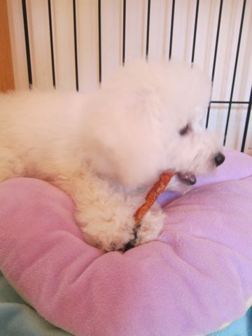 ビションフリーゼこいぬ子犬フントヒュッテ東京かわいいビションフリーゼ関東ビション文京区ビションフリーゼ画像ビションフリーゼ子犬東京ビション毛量 208.jpg
